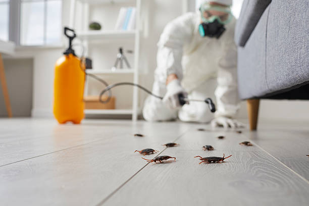 Commercial Rodent Management in West Milton